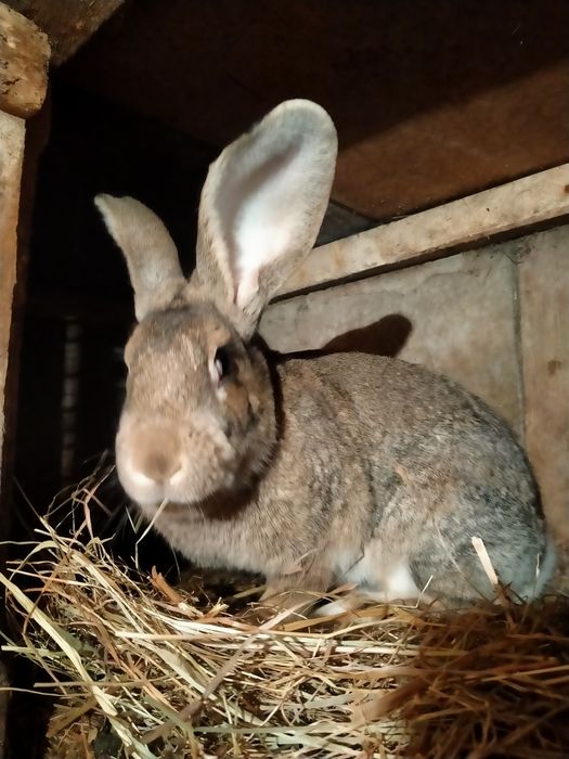 Продам  кроликов