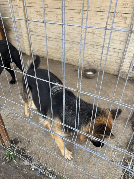 Donez câini, cat mai urgent
