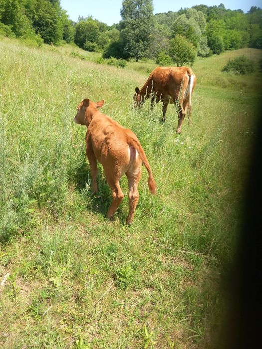 Vaca cu vitel  2 ani