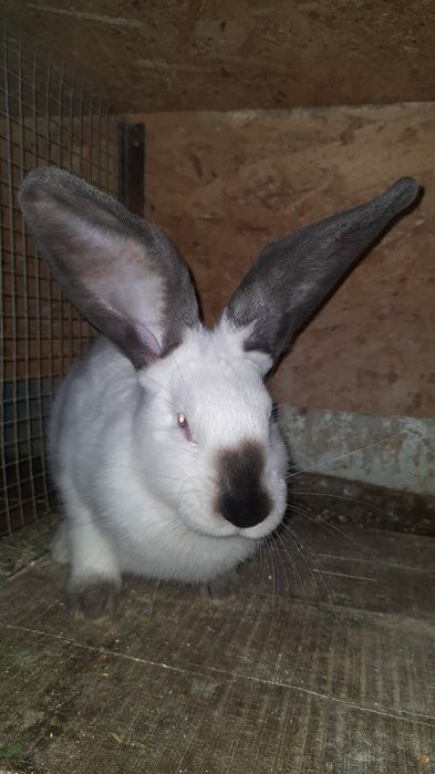 Iepuri Uriaș de Transilvania