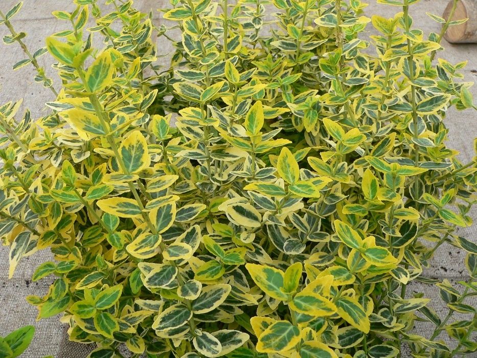Evonimus (Euonymus) tufa sau glob   Ilex silver Queen