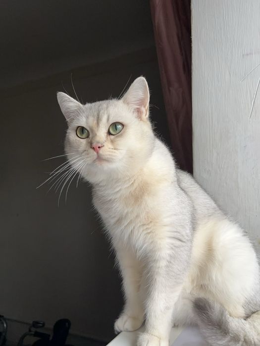Продам кота британца