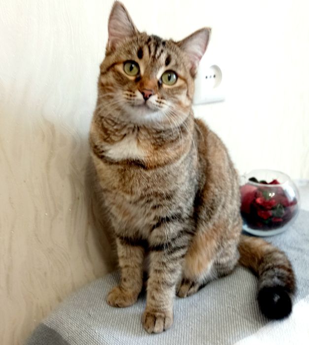 Очень ласковая кошечка  Алиса. Стерелизована