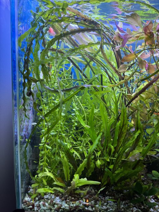 Аквариумные растения