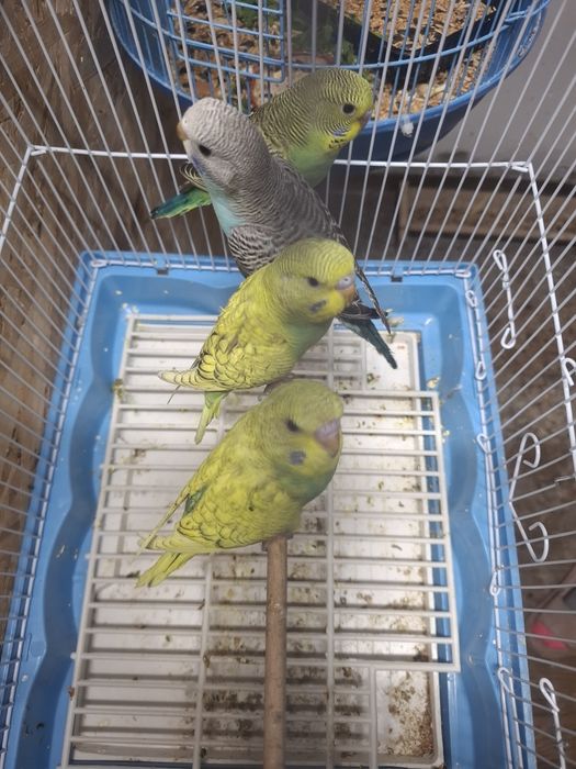 Perusi de două luni