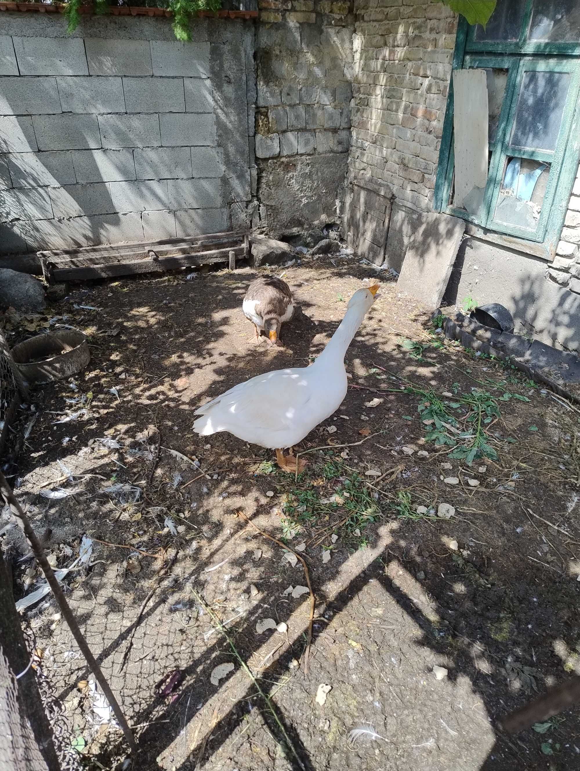 Продавам две патки и един юрдек