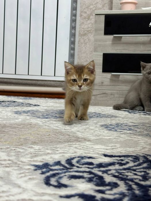 Очаровательные котята ищут дом