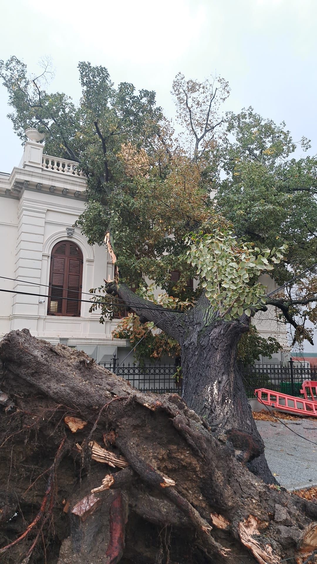 Defrișări/Tăieri Arbori/Cosit Vegetație/Tuns Gard Viu/Rapid