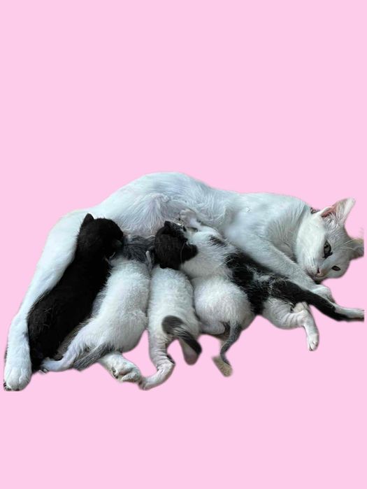 Подаряваме котенца