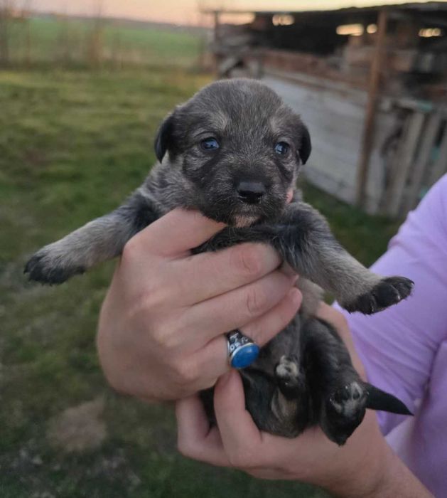 Ofer spre adopție 5 cățeluși – disponibili în aproximativ o lună