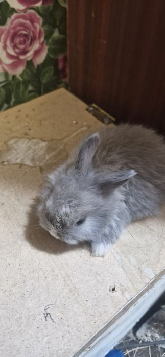 Продам декоративных кроликов