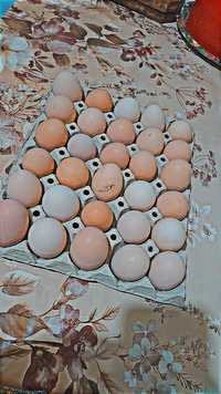 Vând oua de casa