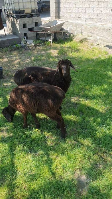 2ta qo'chqor sotiladi donasi