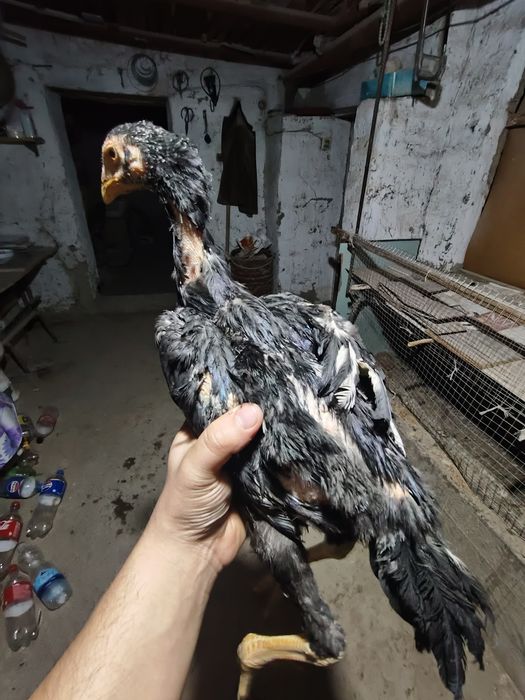 Kulangi xórozcha va tovuqcha sotiladi