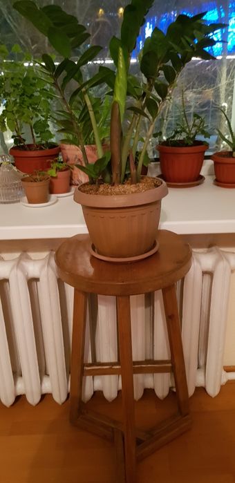 Замиокулькас с подставкой в горшке