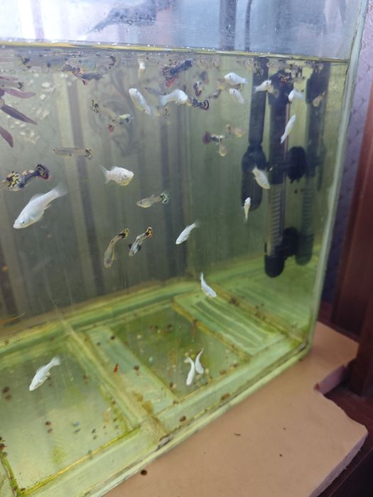 Рыба Гупи Дамбо слановые уши