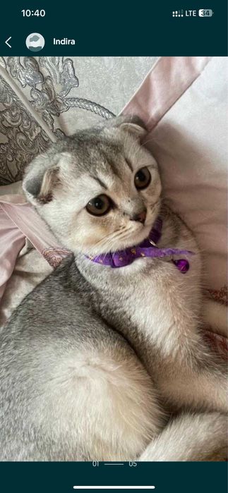 ВЯЗКА!! Шотландский вислоухий кот (Скоттиш-фолд)