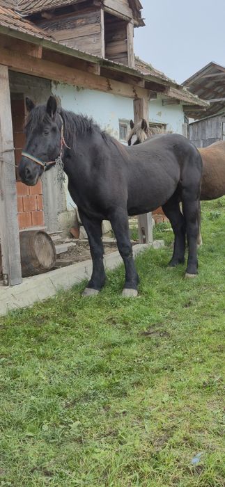 Vând manza 2,5 ani foarte cuminte