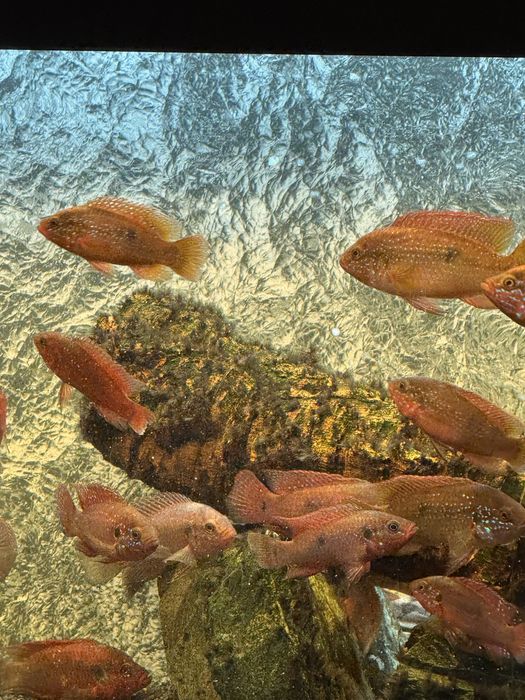 Аквариум оборудван с риби 160 литра