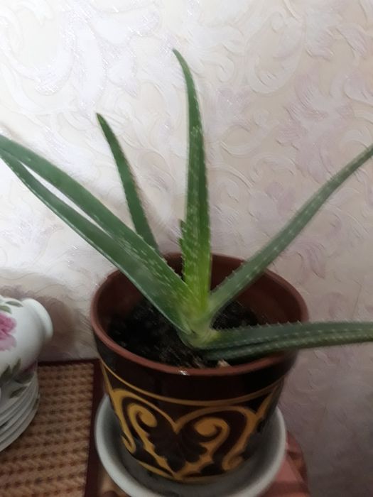 Алоэ и другие цветы