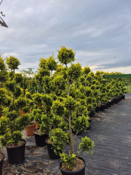 Tuia spirala Pon pon Eunimus