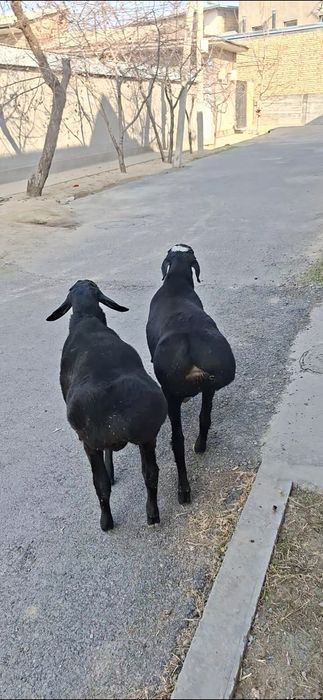 Qo‘zi qo‘chqorlar sotiladi.