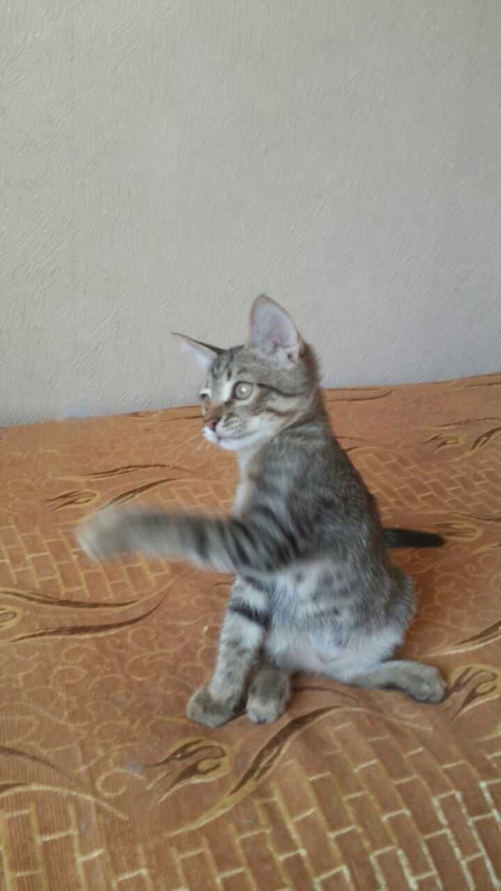 Отдам бесплатно двух красивых котят в добрые и ответственные руки.