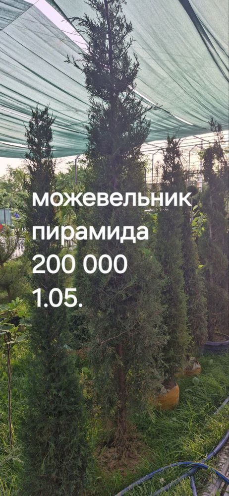 Можевельник, хар хил дарахт сотилвотти