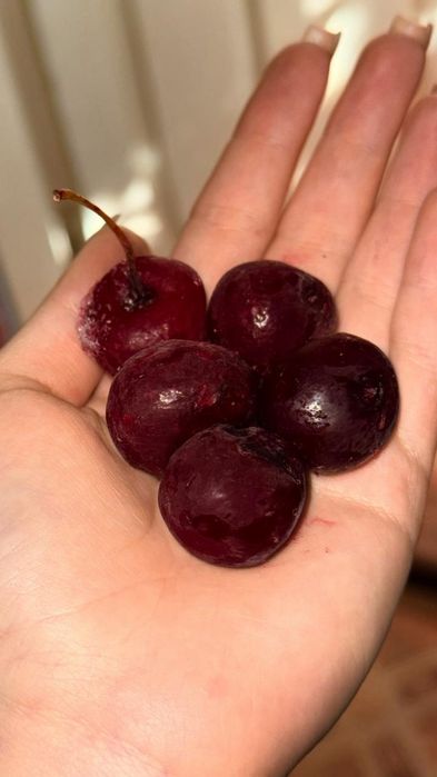 Продам вишню домашнюю, сочную спелую с кисло сладким вкусом и аромотом