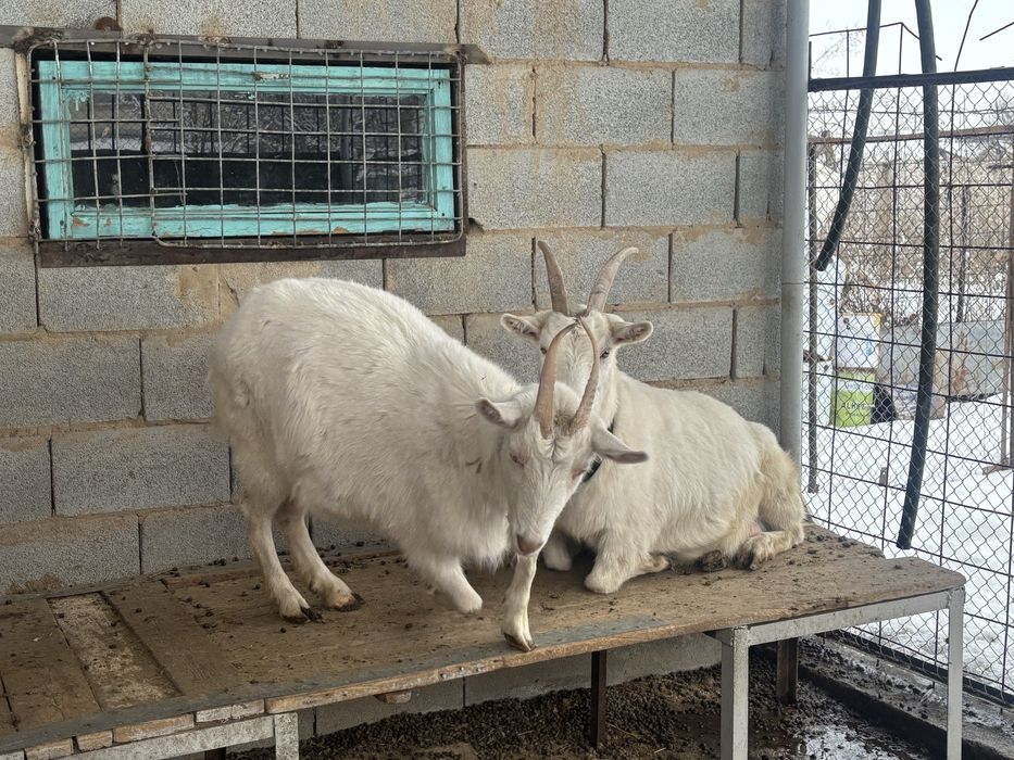 Козы молочные обмен интересно