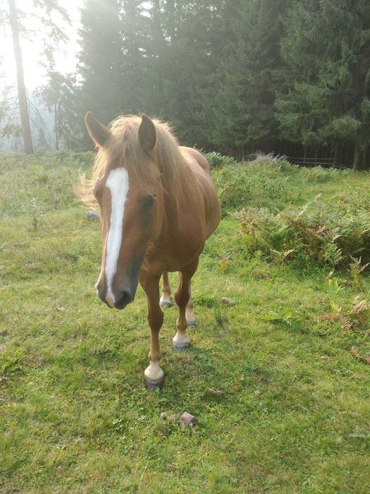 Schimb iapa cu animale