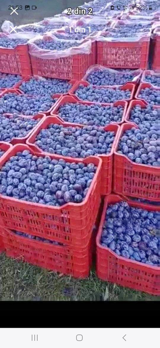 Vând prune pentru țuică Livrez la domiciliul clientului cu transport
