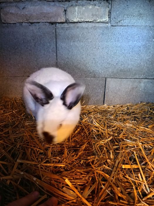 Pereche de californian