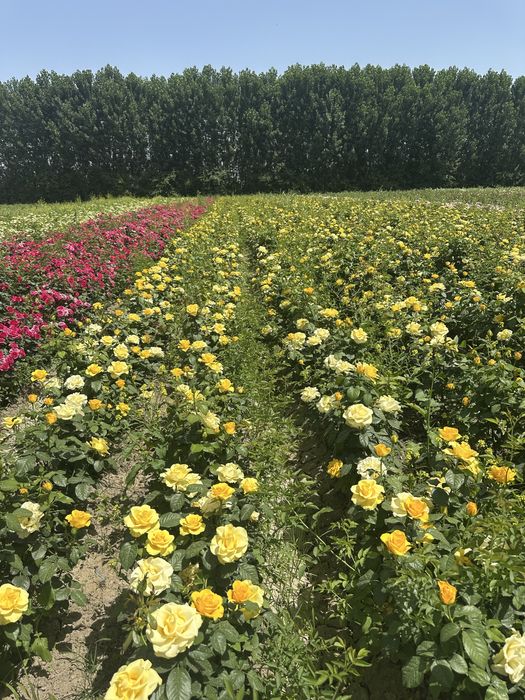 Atirgul kochatlar bor hamma sortidan bor 150 mingta