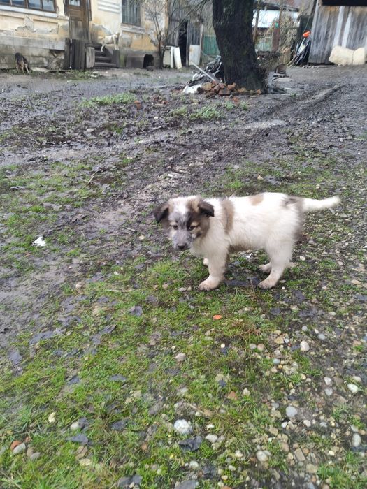 Căței pentru adoptie