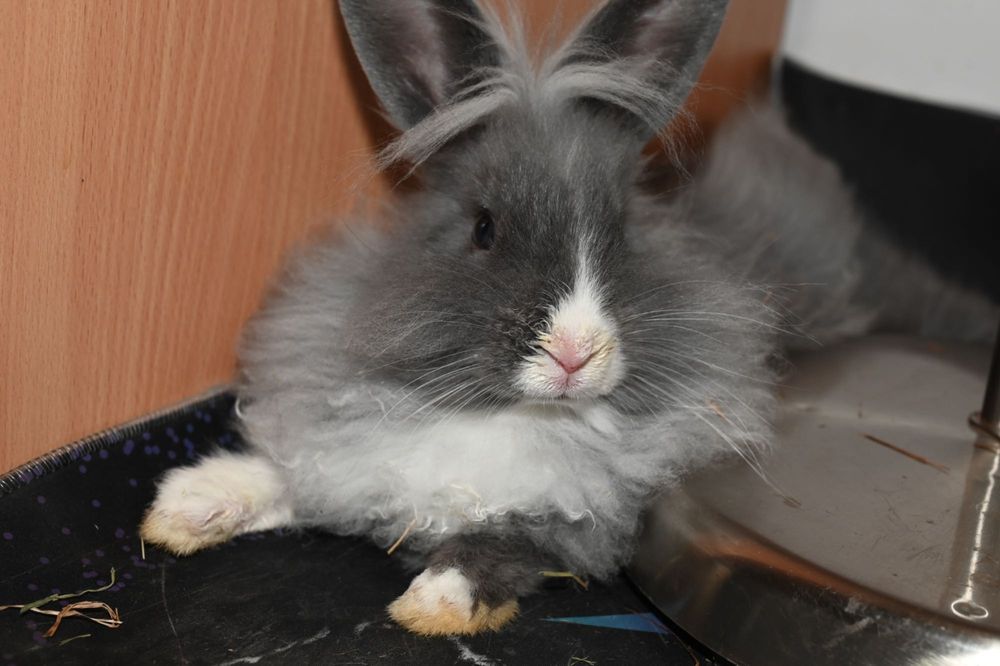 Donez iepuraș cap de leu - vârstă 5 luni