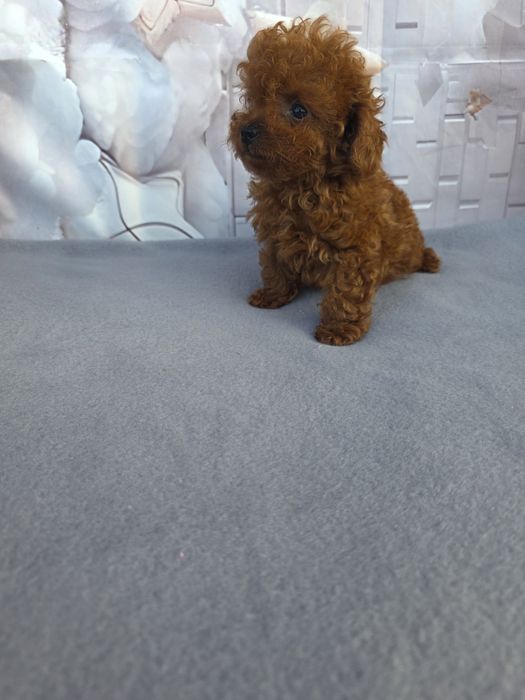 Резервирано!Пудел тийкъп Момиче/Teacup poodle/ с документ за произход