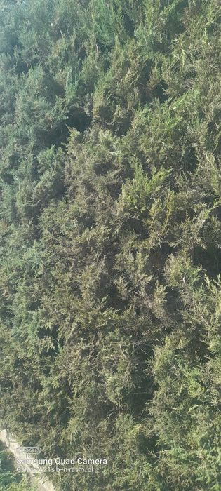 Archa kesish bog'bonlik hizmatlari