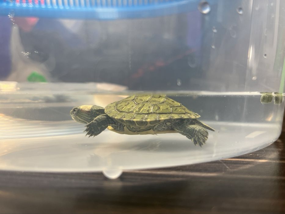 Красноухая черепашка вместе с кормом и домиком