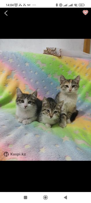 Котенки домашние