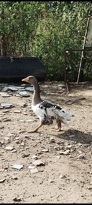 Vând gâscan 5-6kg