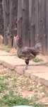 Australorp pe gri și negru