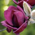 Magnolie Genie  .