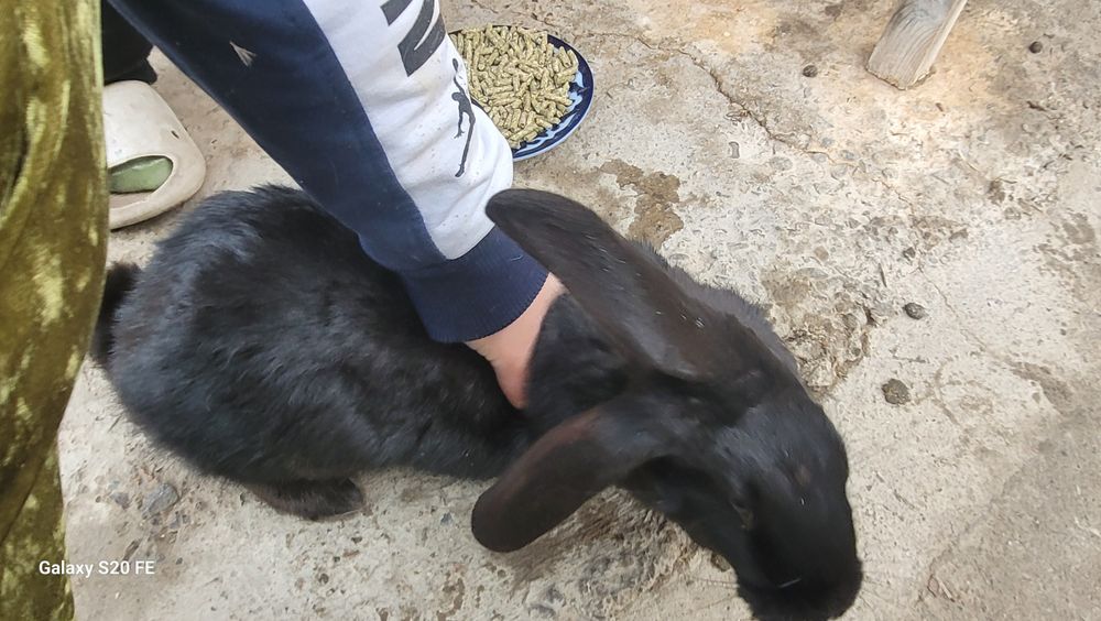 Quyon sotiladi sog'lom. Hali bolalamagan