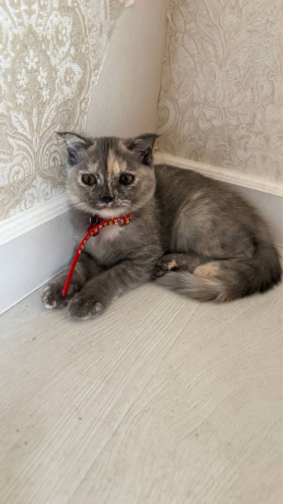 Кошка! Яхши боқилган! Уй мушуклари.