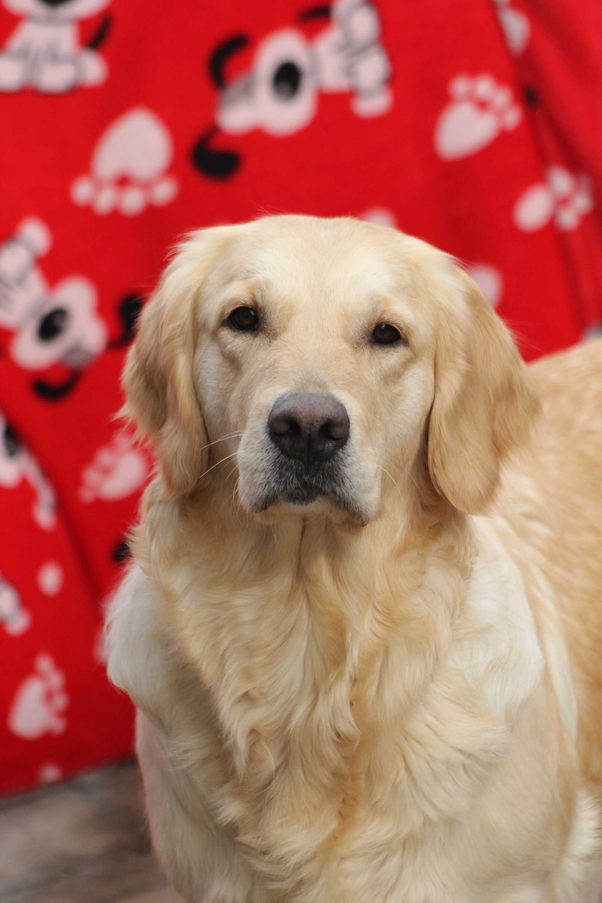 Femela Golden Retriever cu pedigree