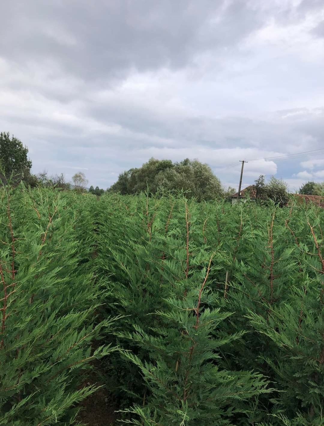 Amenajez grădini cu plante ornamentale