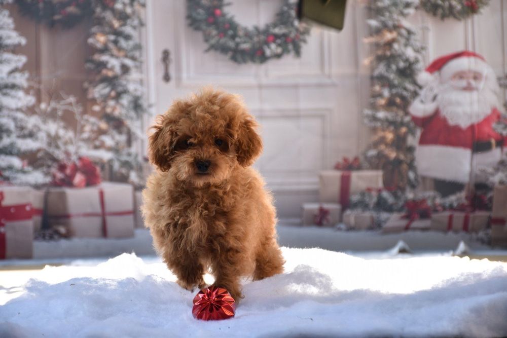 Той пудел (Toy poodle)