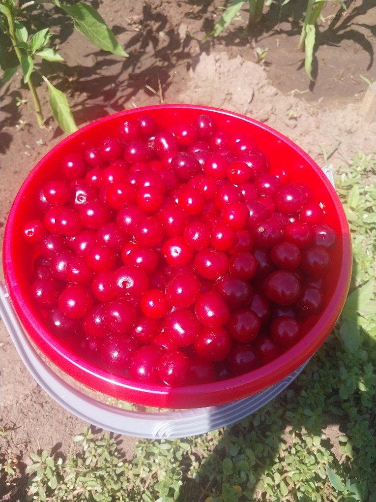 Продам Вишню крупную дачную