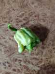 Ardei foarte iuți diverse sortimente - carolina reaper, ghost,scorpion